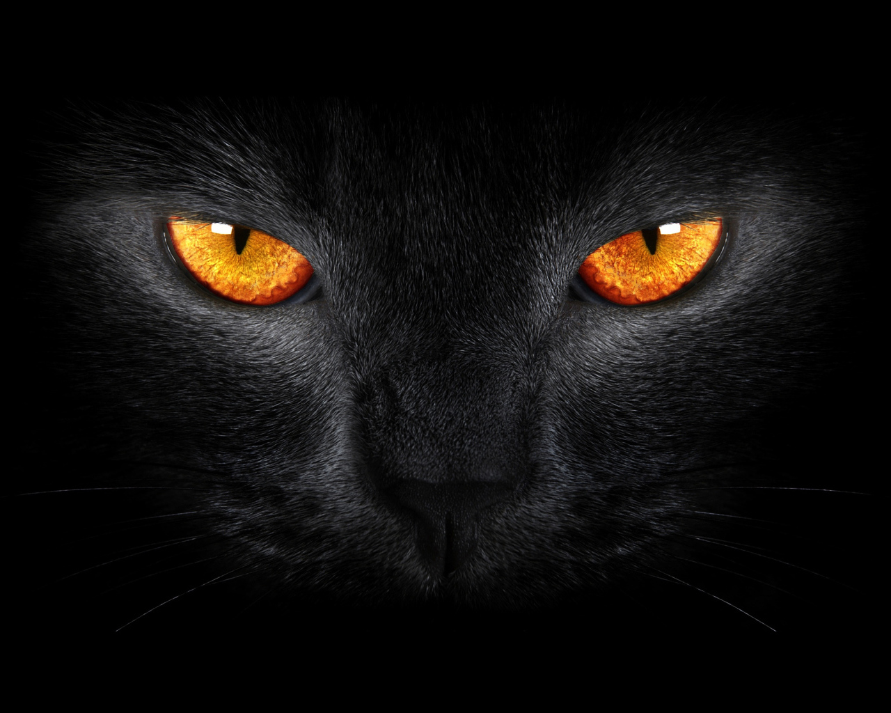 Морда черного кота в оранжевыми глазами крупным планом