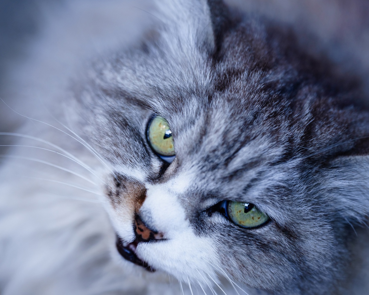 Морда недовольного серого кота с зелеными глазами крупным планом