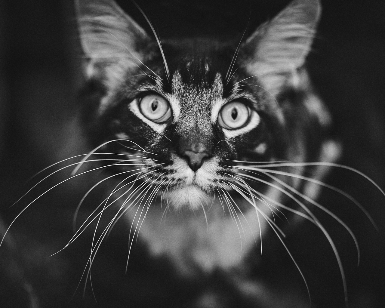 Морда серого кота породы мейн кун крупным планом