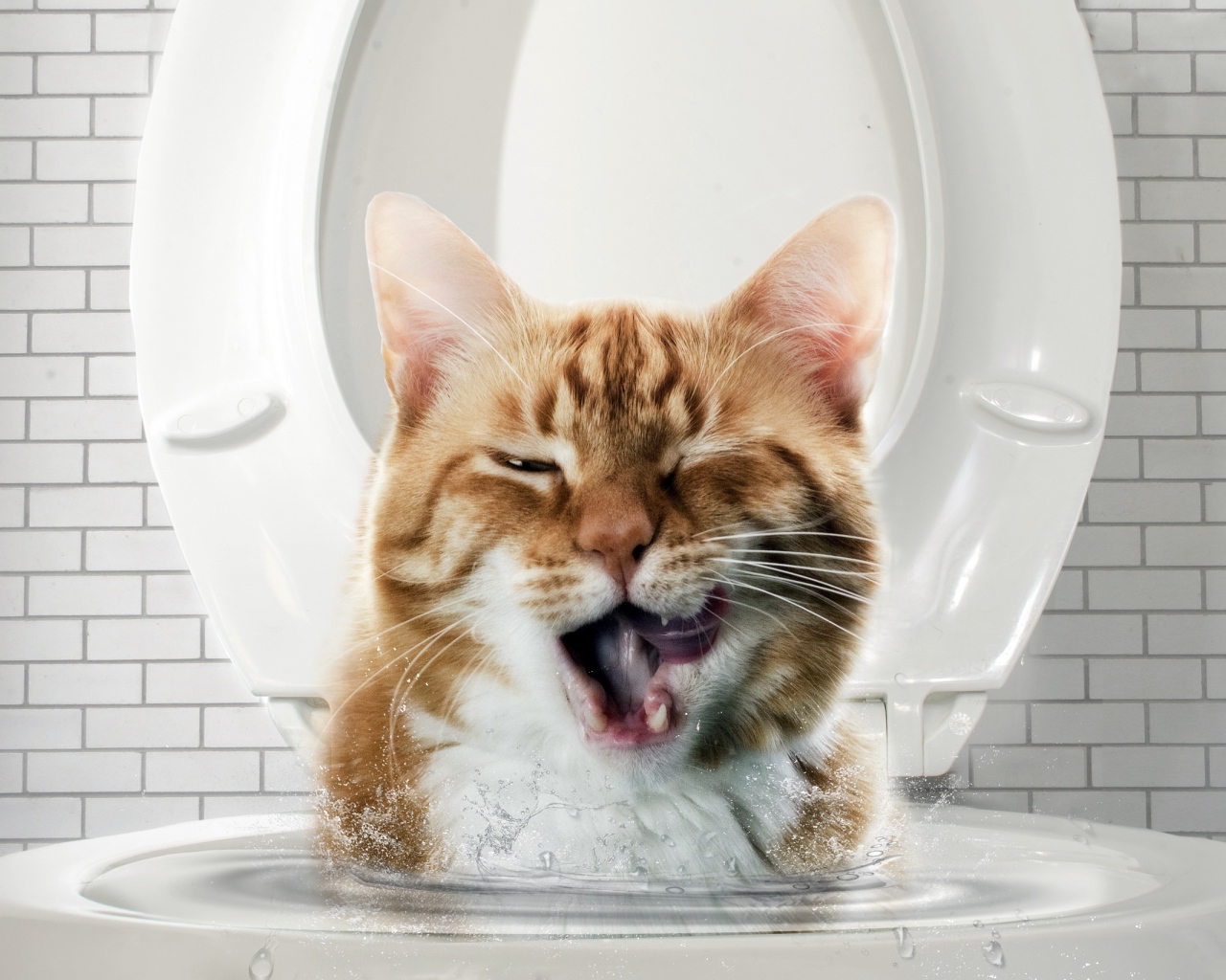 Морда рыжего кота выглядывает с унитаза