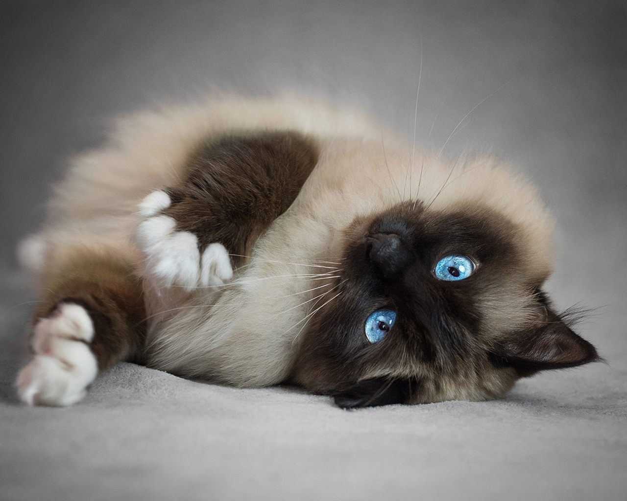 Породистый пушистый голубоглазый сиамский кот