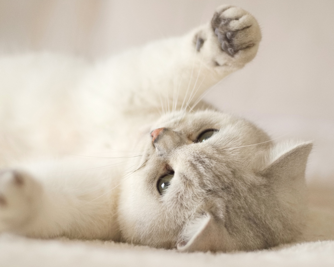 Породистый кот играет на кровати 