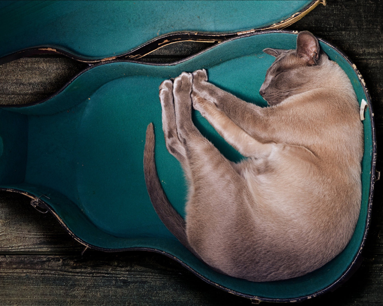 Породистый кот спит в футляре для гитары
