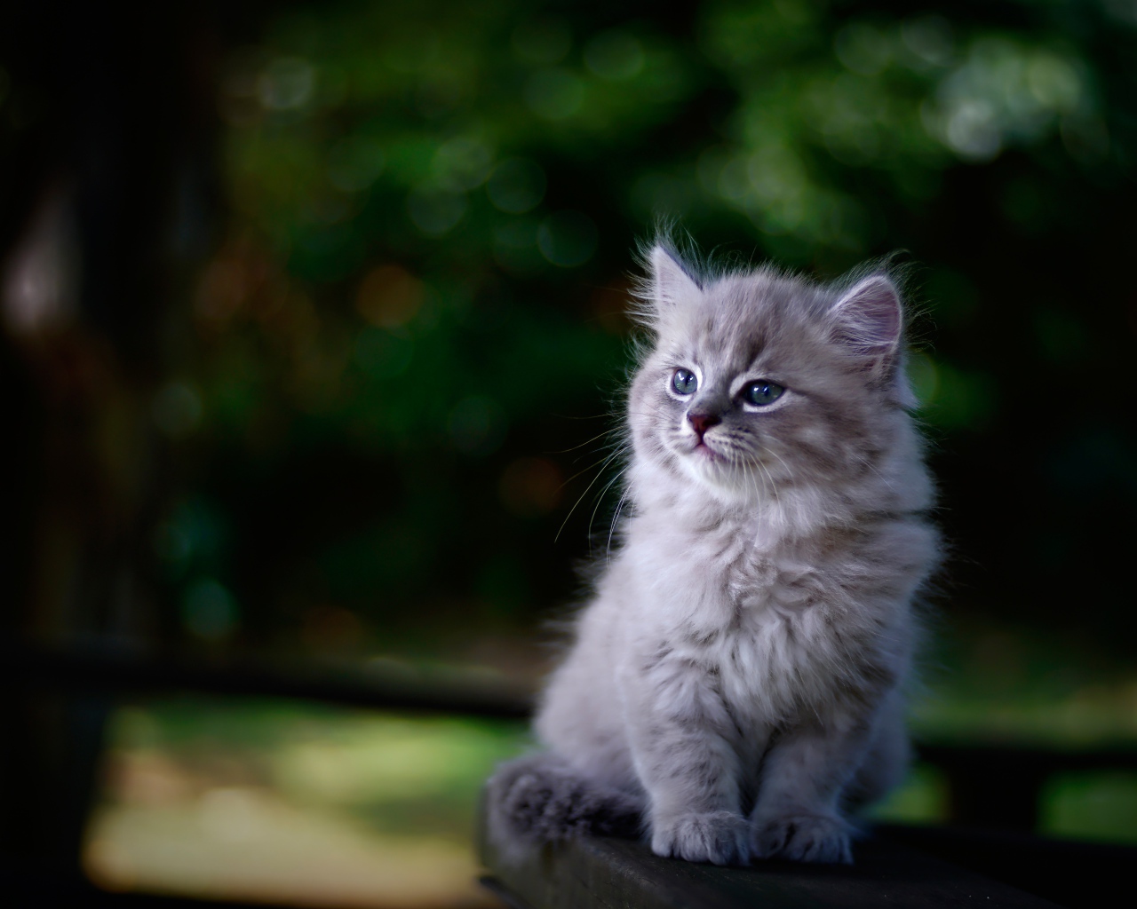 Породистый серый котенок сидит на лавке 