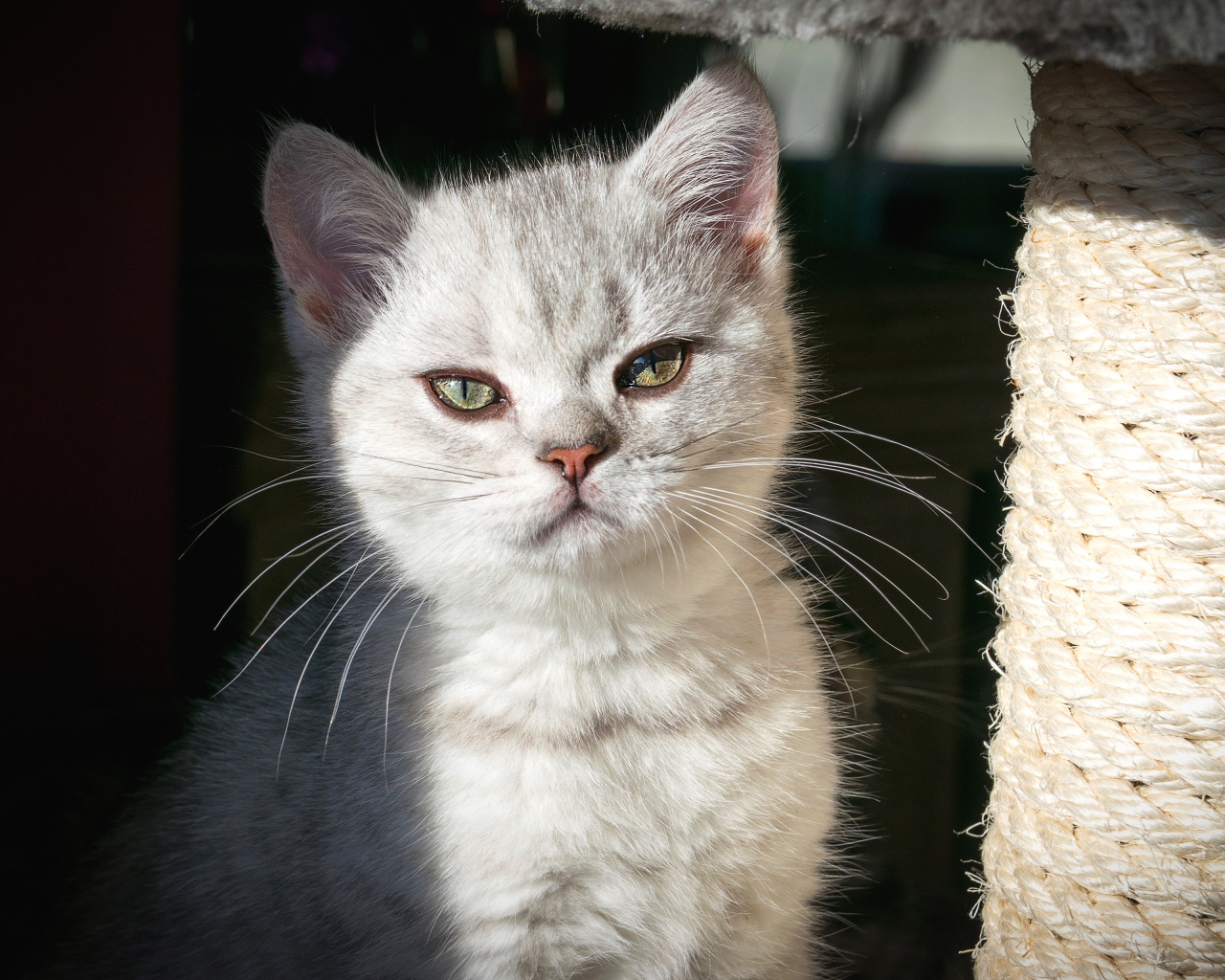 Породистый серый котенок сидит у когтеточки