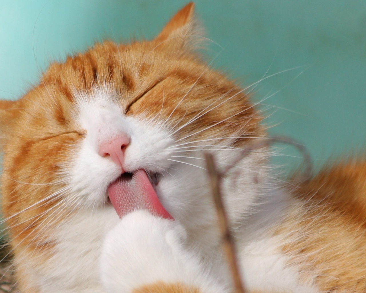 Рыжий с белым кот облизывает лапу