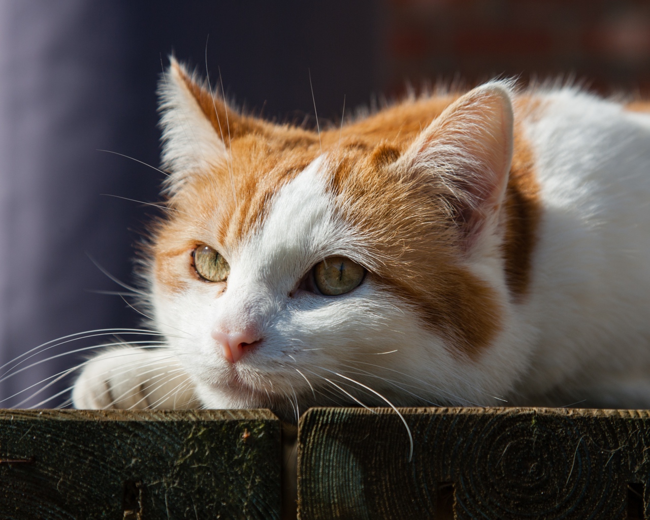 Рыжий с белым кот лежит на досках 