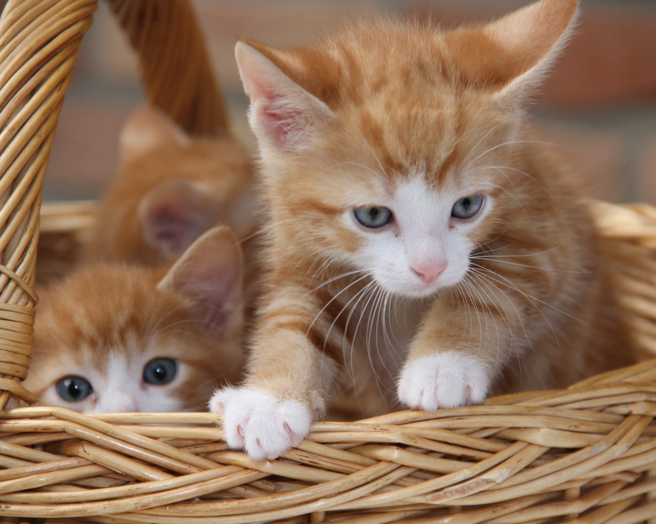 Рыжие милые котята сидят в плетеной корзине 