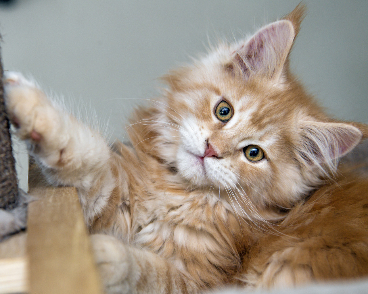 Рыжий пушистый котенок мейн кун