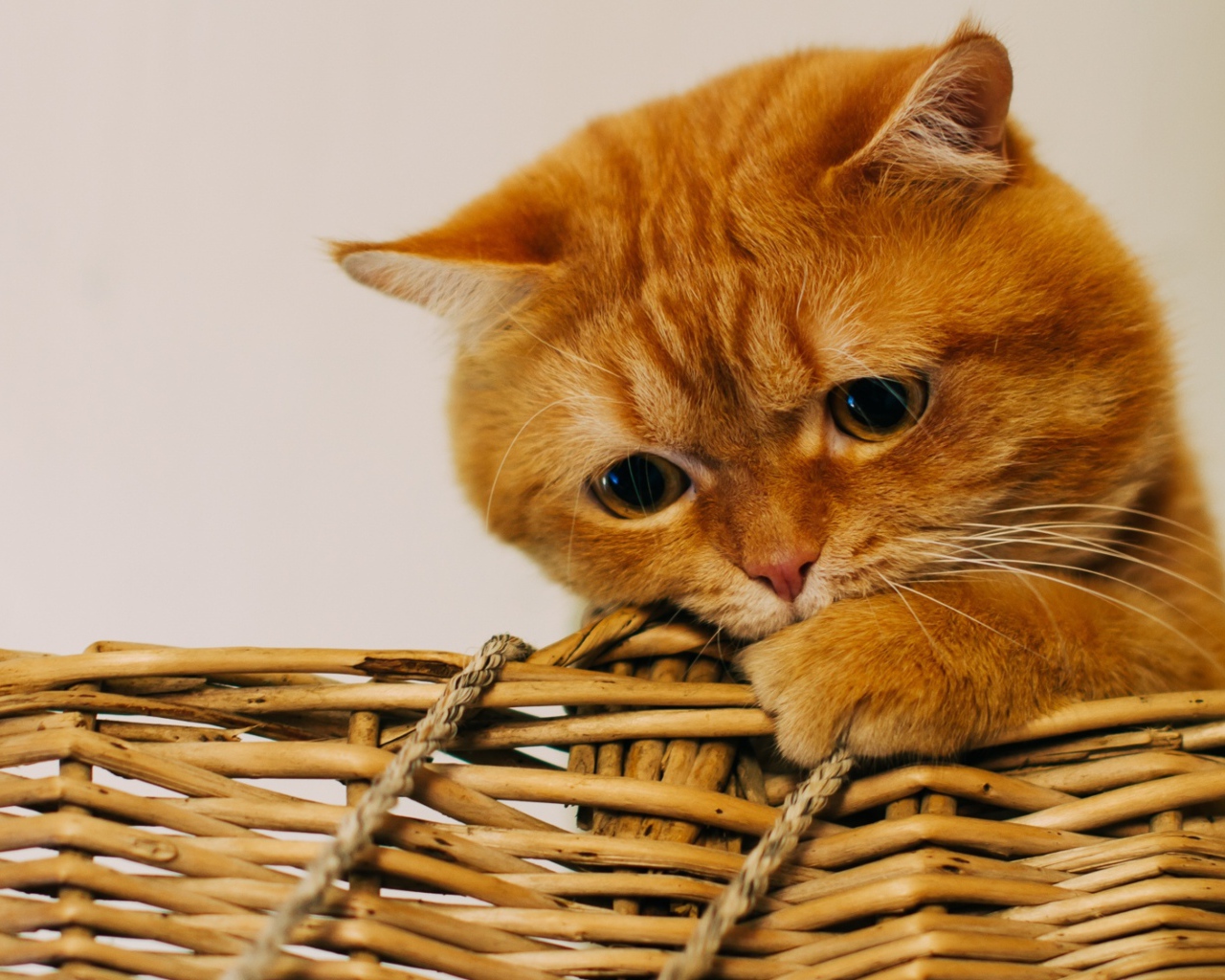 Рыжий забавный кот сидит в плетеной корзине