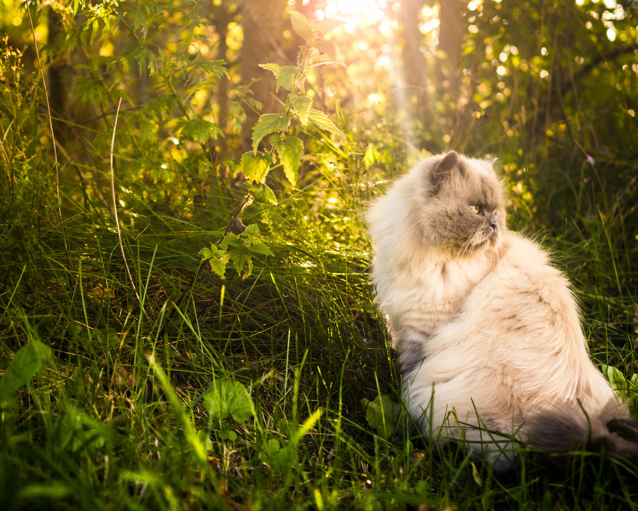 Серьезный кот греется на солнце в траве
