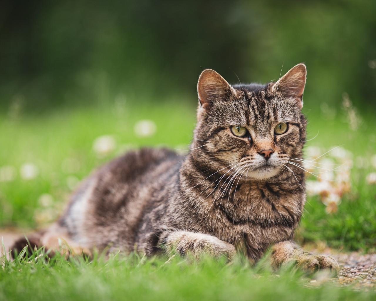 Serious gray cat lies on a wooden grass.
