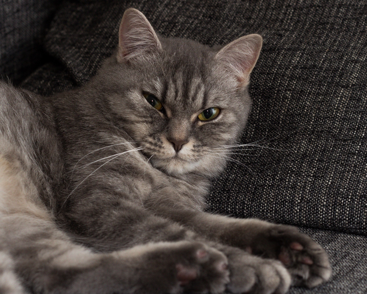Серьезный серый кот лежит на диване 