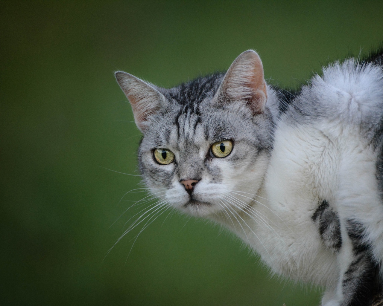 Серьезный серый кот на зеленом фоне