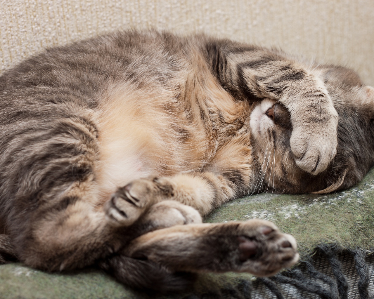 Спящий кот закрыл морду лапой 