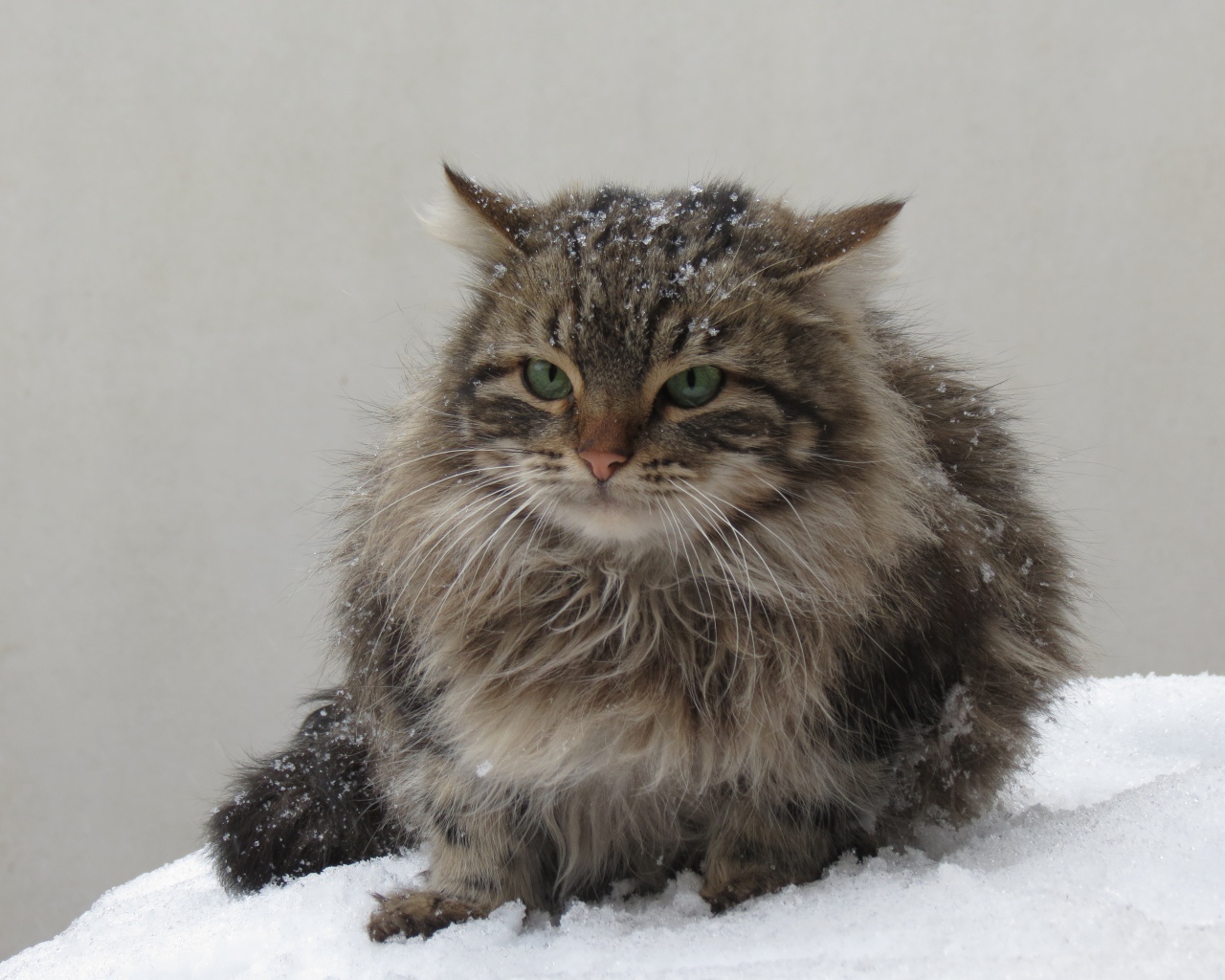 Грозный серый кот сидит на снегу