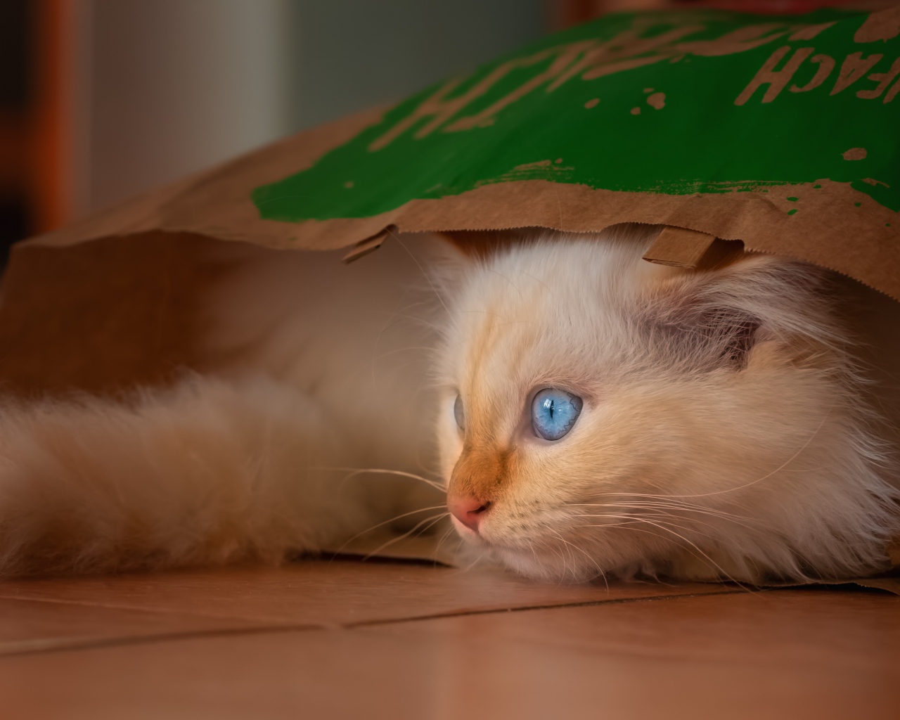 Маленький голубоглазый котенок сидит в пакете 