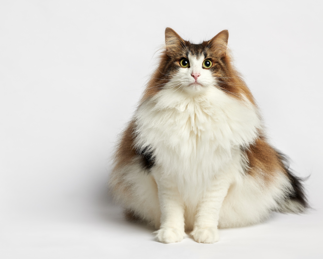 Толстый пушистый породистый кот на белом фоне