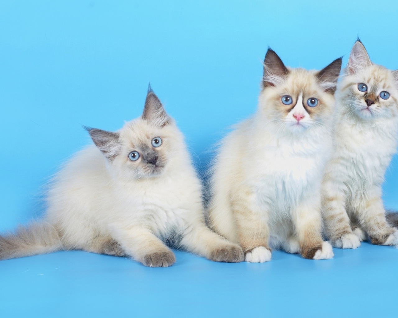 Три породистых котенка на голубом фоне