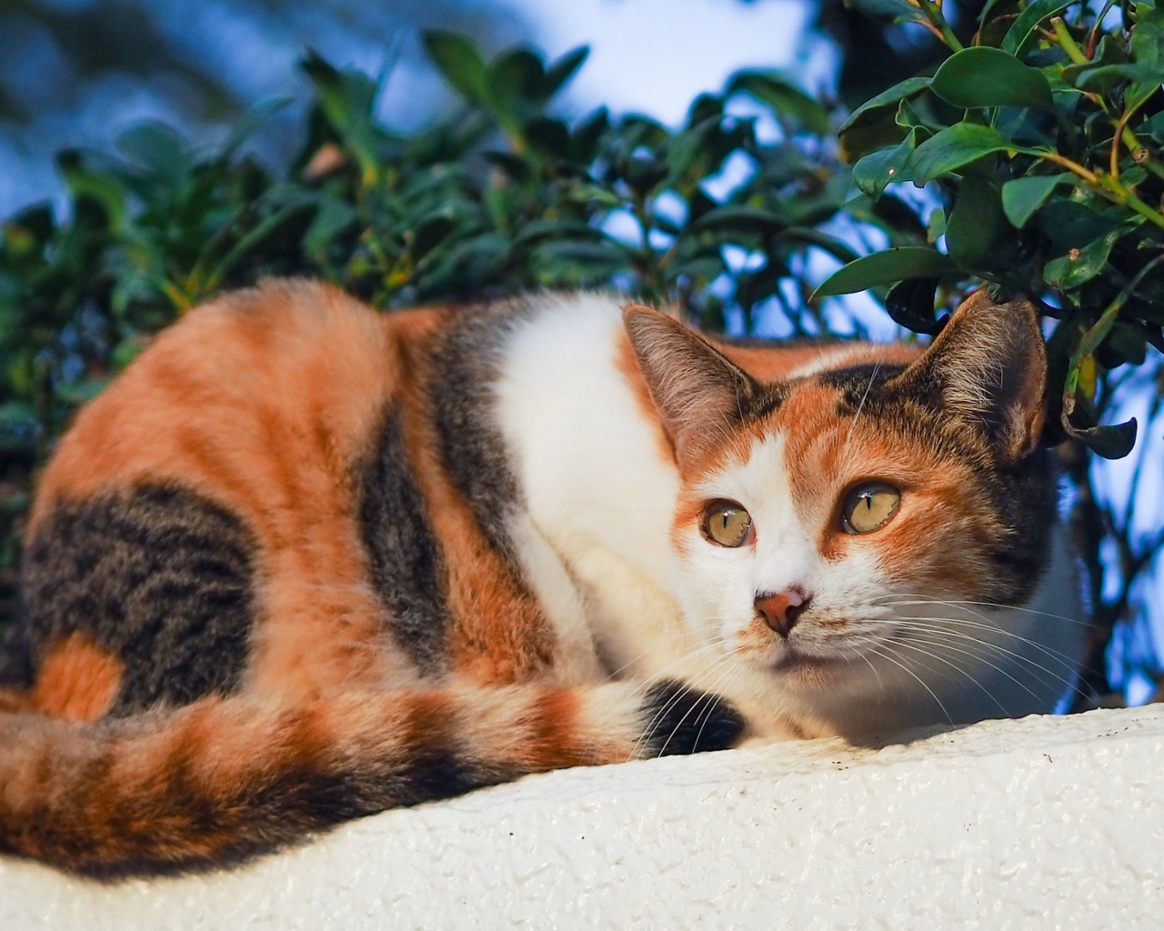 Трехцветная кошка греется на солнце