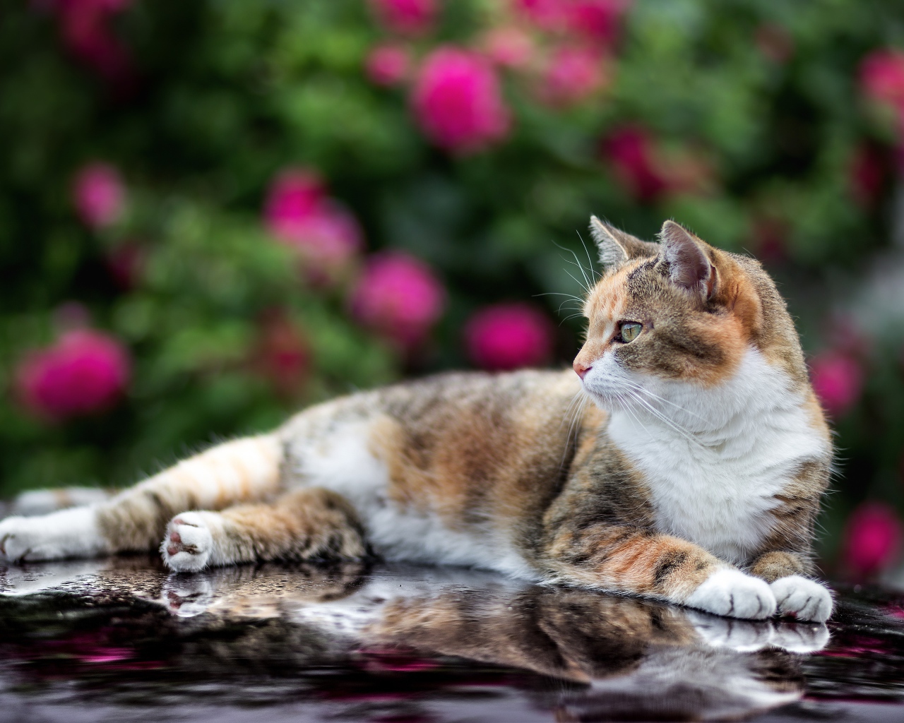 Трехцветная кошка лежит на машине 