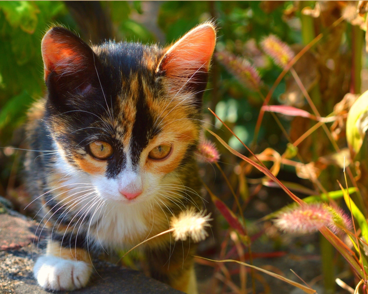 Трехцветный котенок сидит в траве