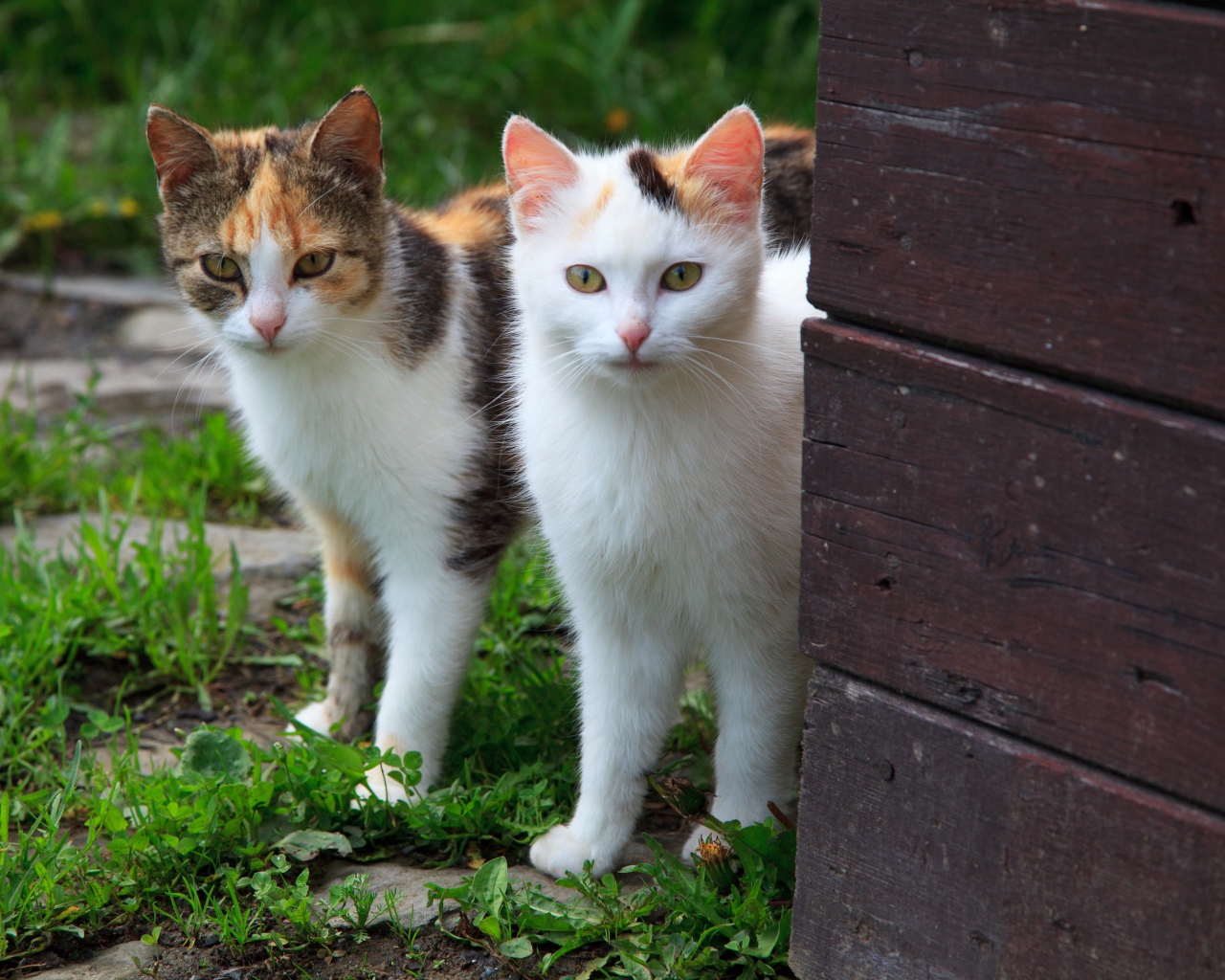Два кота выглядывают из-за стены