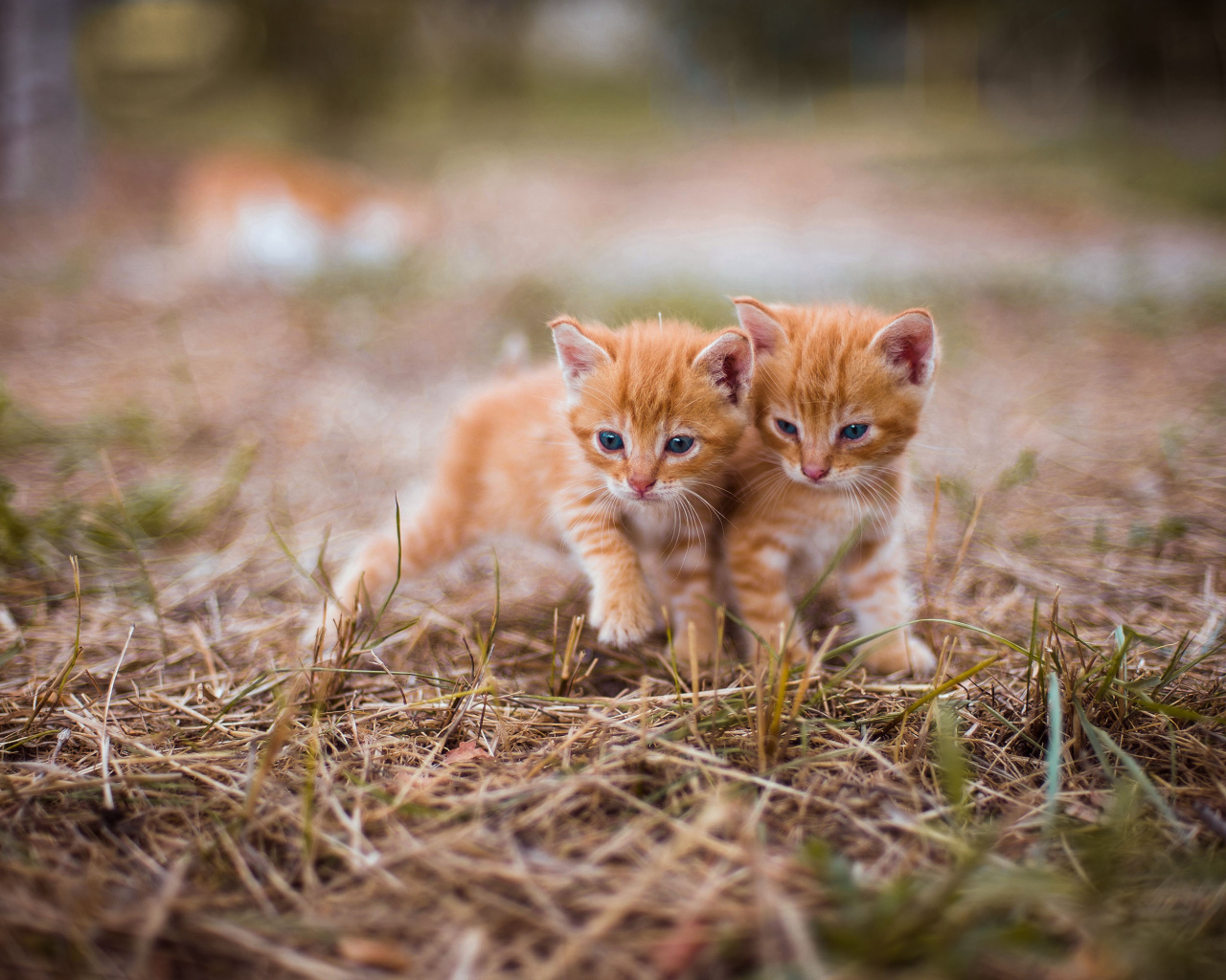 Два милых голубоглазых котенка на траве