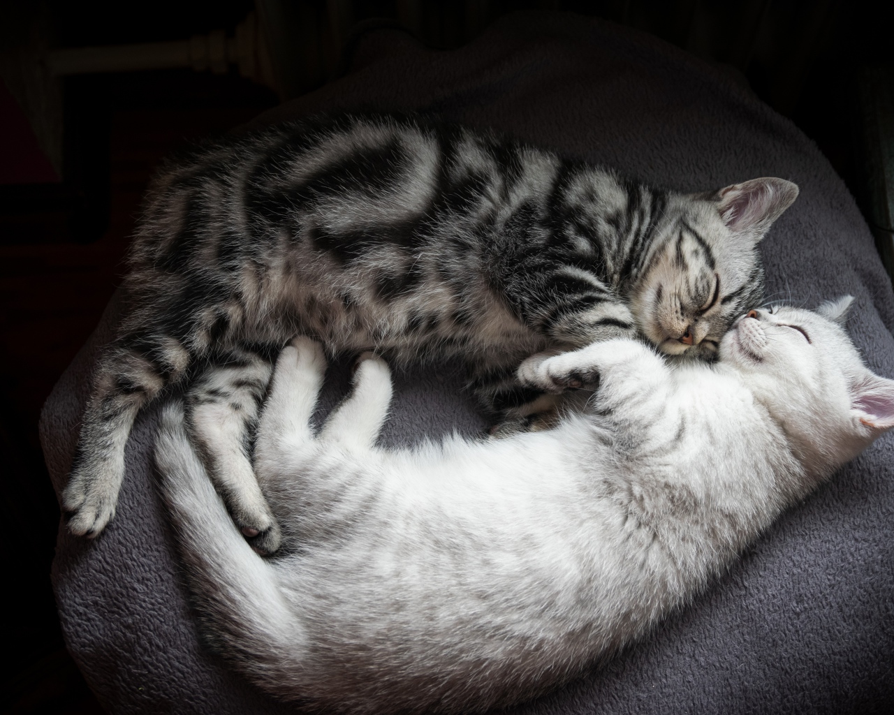 Два милых породистых котенка спят на кровати 