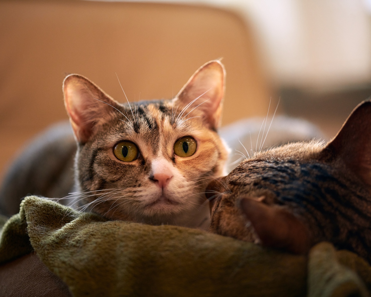 Две серых кошки лежат на кровати 