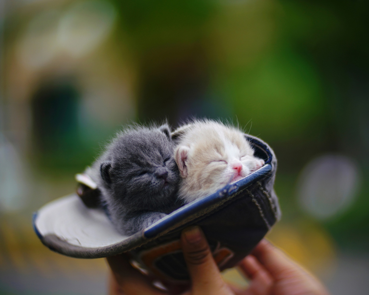 Два маленький милых котенка в шапке 