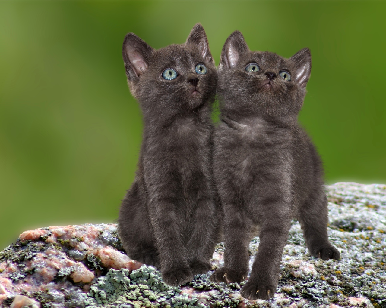 Два маленьких серых котенка сидят на камне