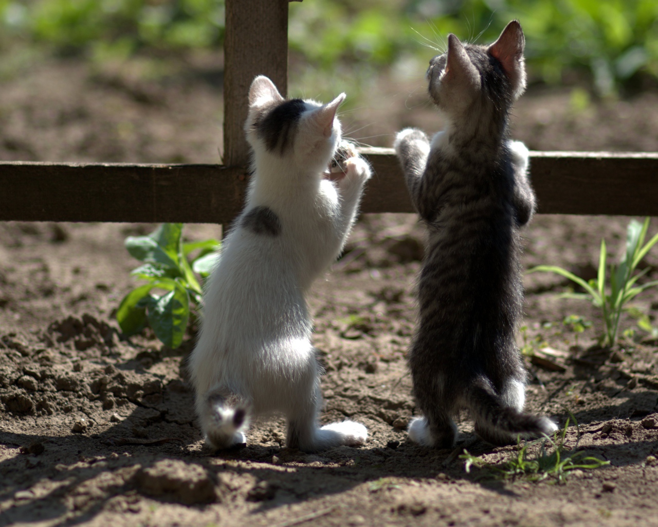 Два маленьких котенка у забора