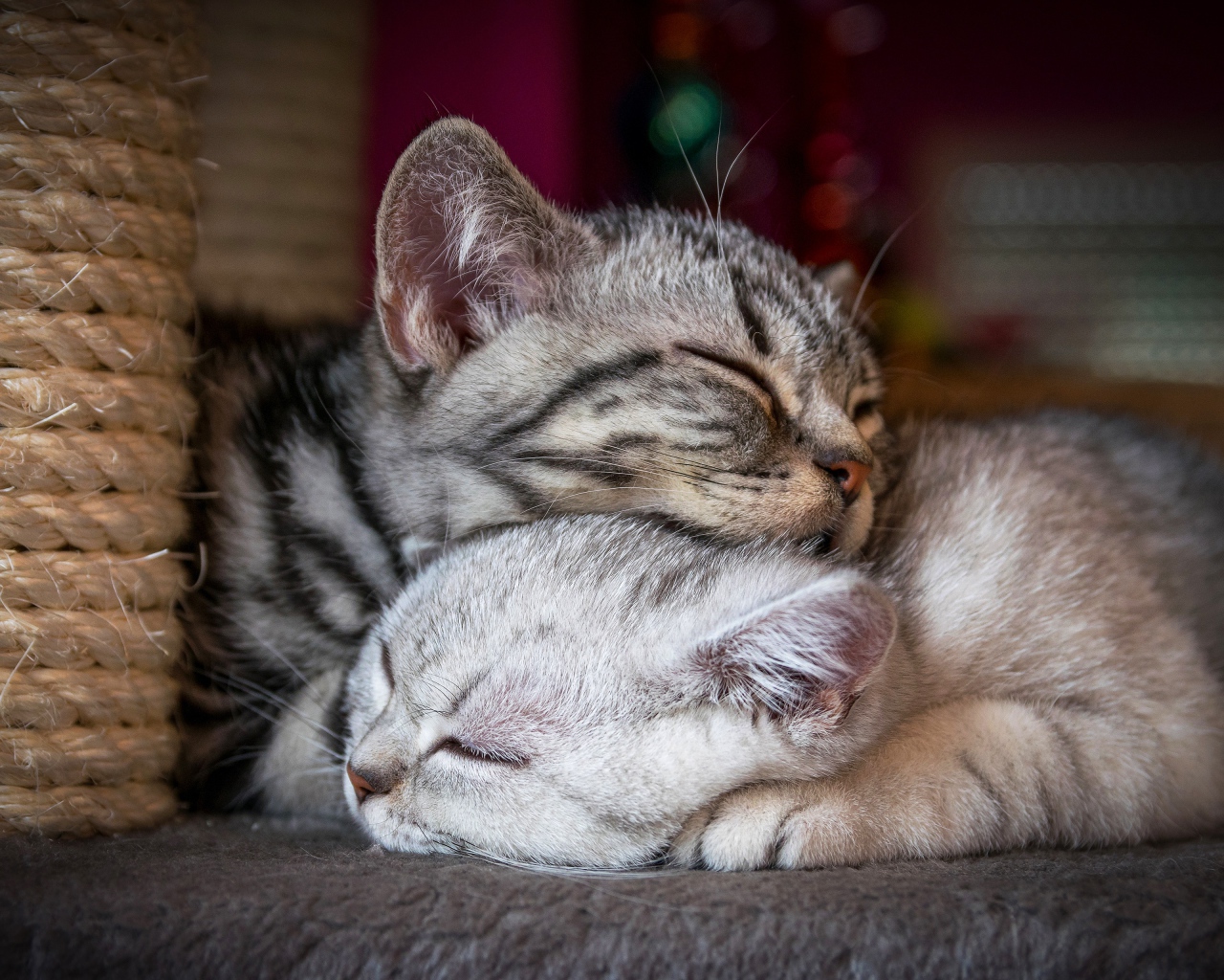 Два спящих породистых кота
