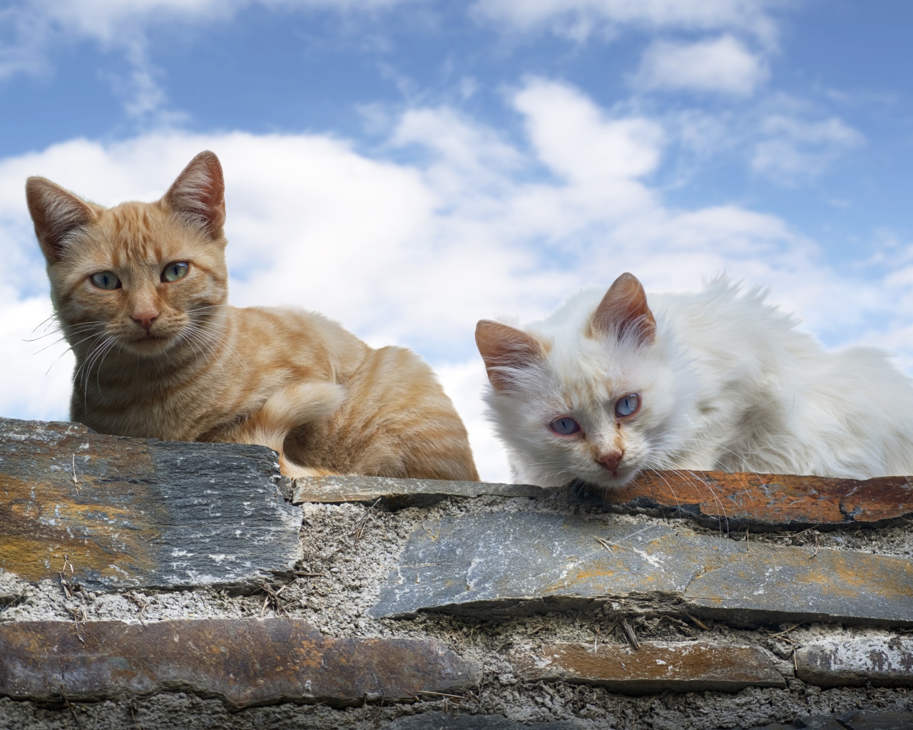 Белый и серый кот сидят на каменной стене на фоне голубого неба