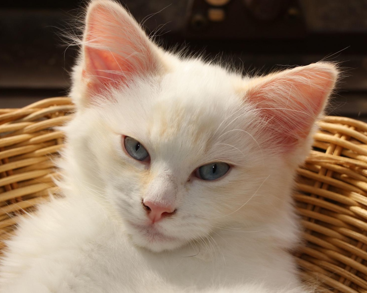 Белый голубоглазый котенок лежит в плетеной корзине