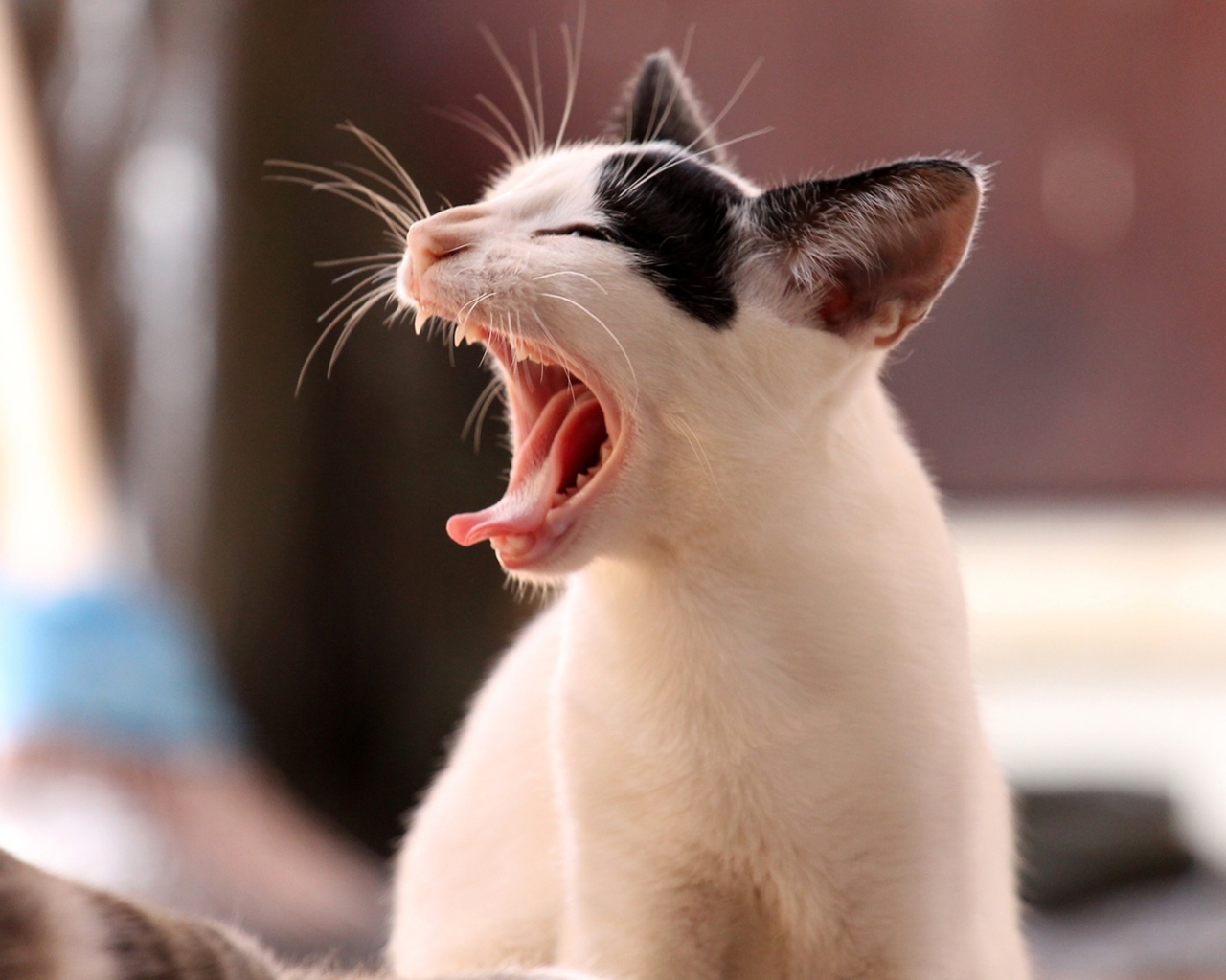 Белый кот с черными пятнами зевает 