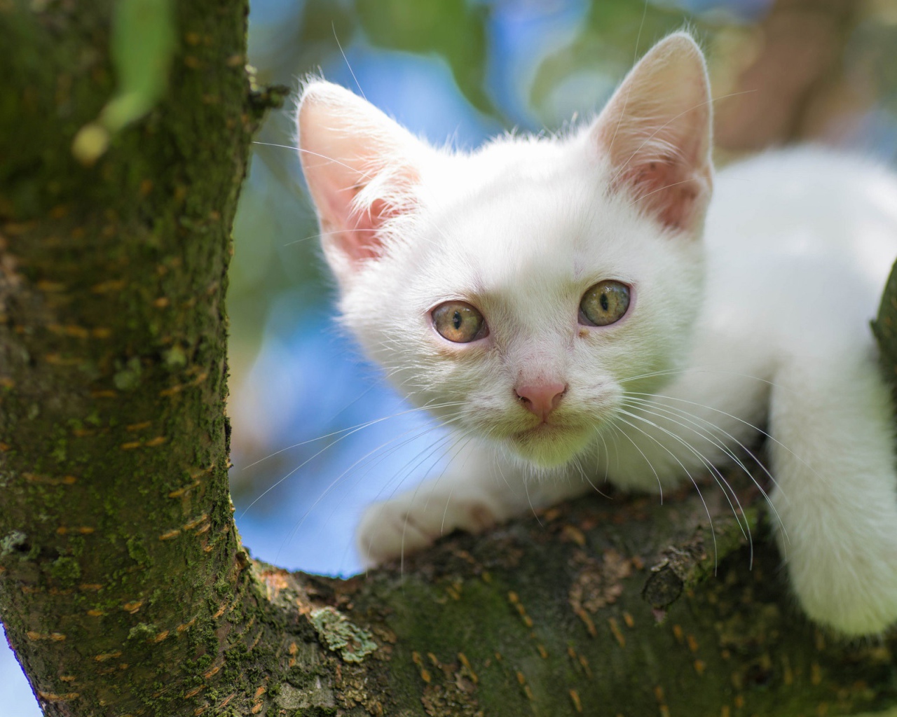 Белый маленький котенок сидит на ветке дерева