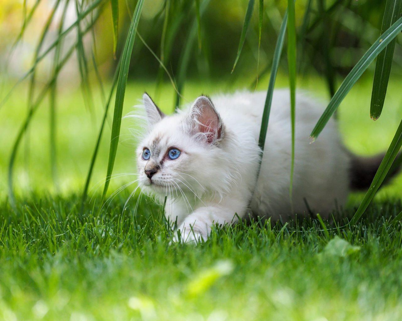 Белый породистый котенок с голубыми глазами на зеленой траве