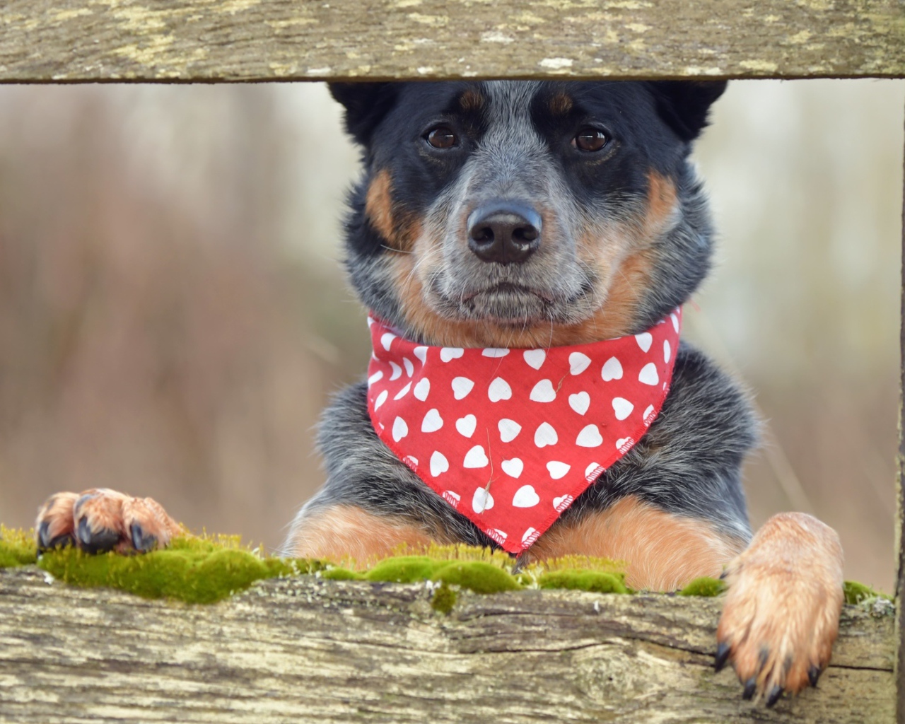 Собака с платком на шее стоит у забора