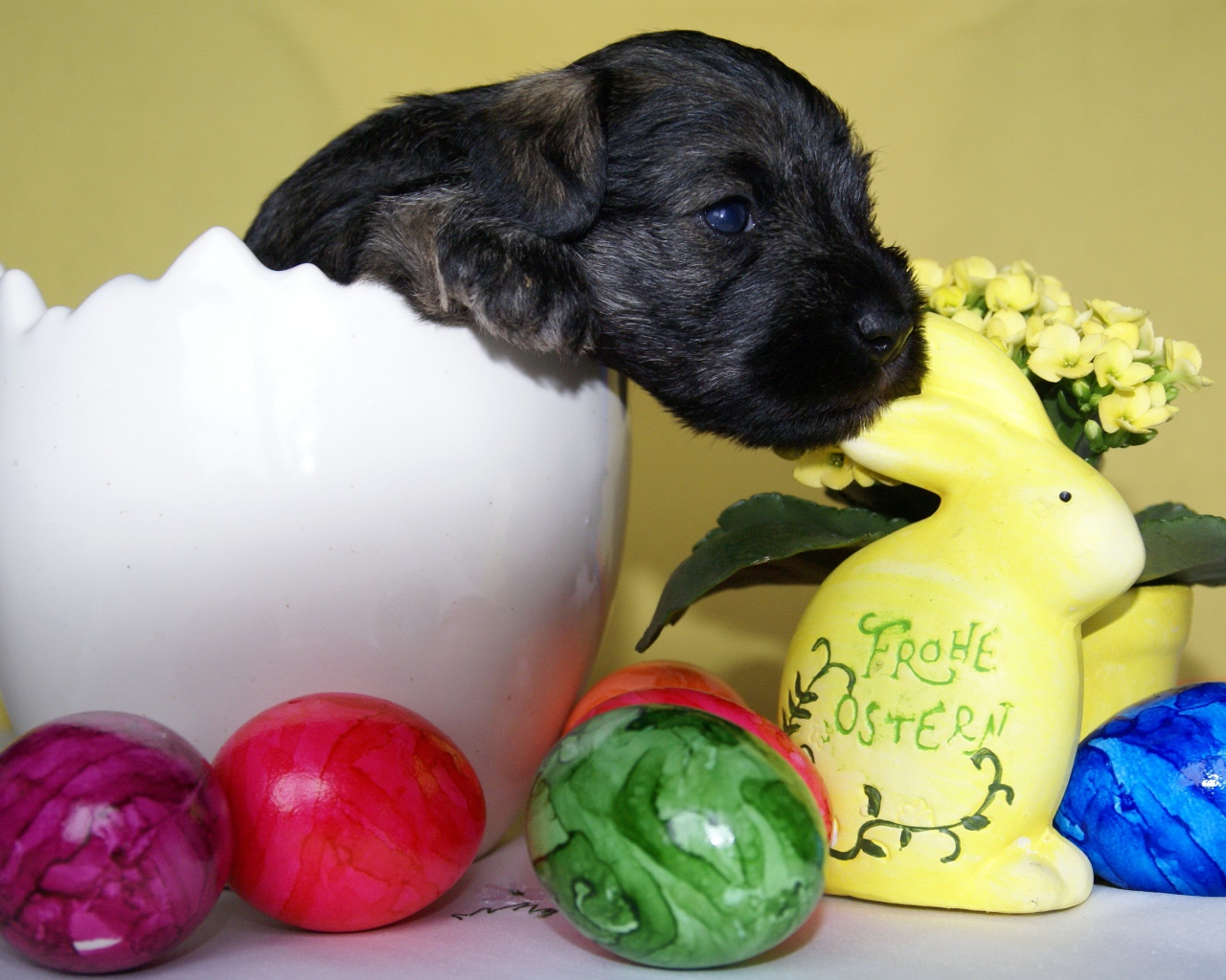 Маленький черный щенок сидит в белой вазе на столе с крашеными яйцами