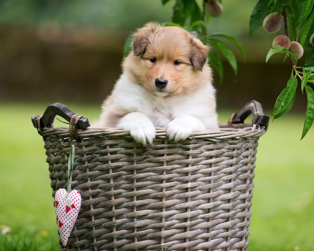 Маленький щенок шелти сидит в плетеной корзине