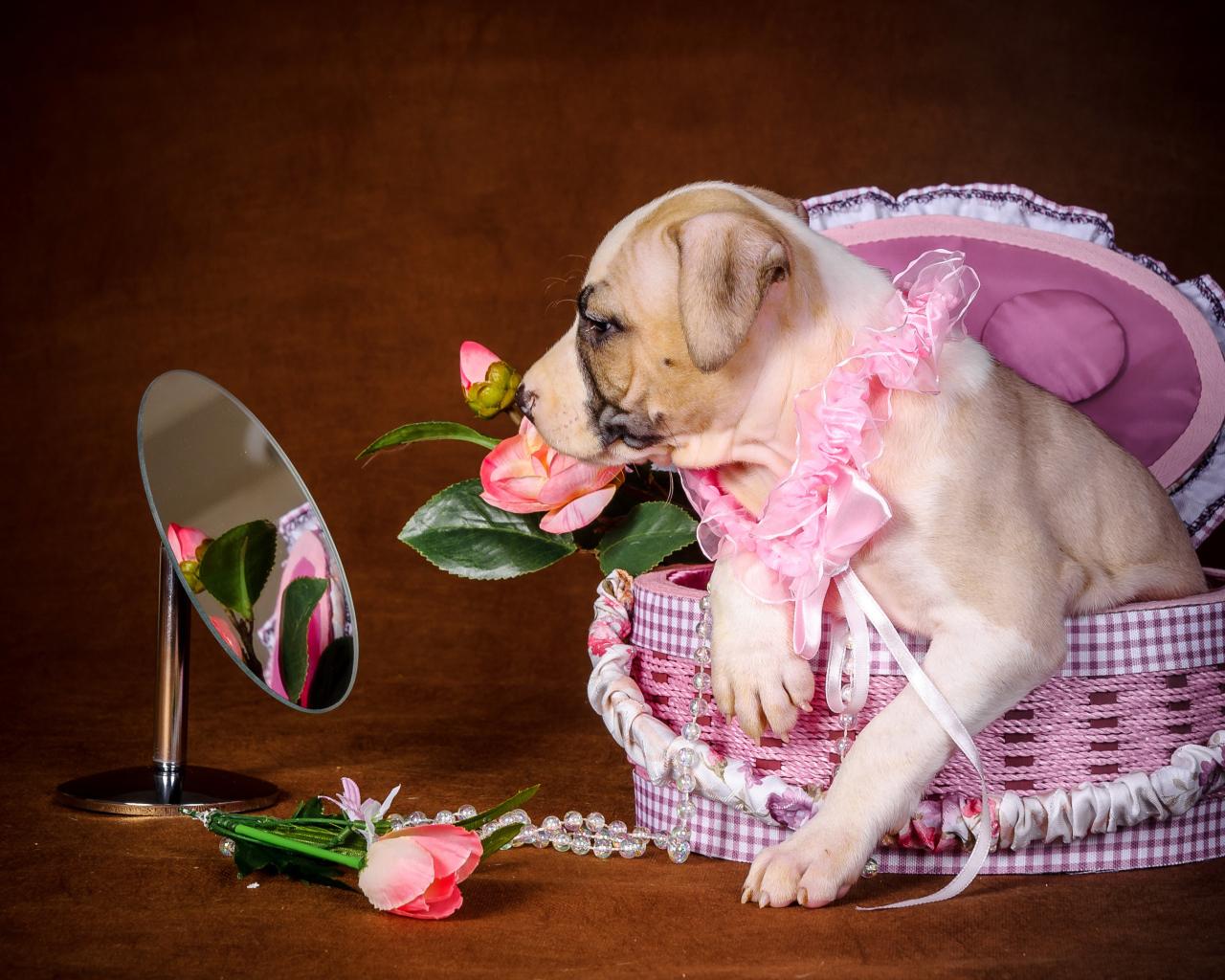 Щенок Амстаффа сидит в корзине у зеркала