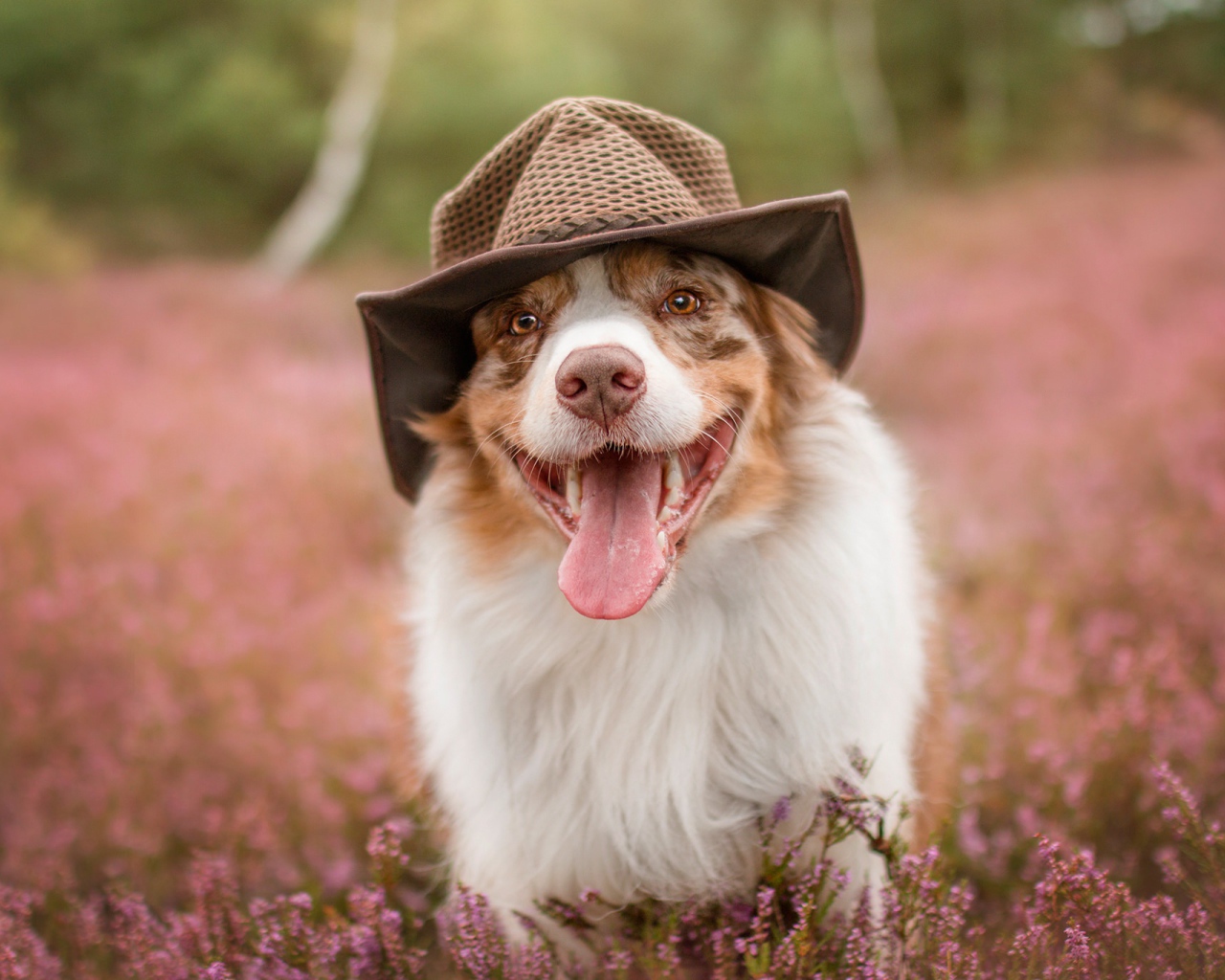 Австралийская овчарка в шляпе с высунутым языком на поле с цветами