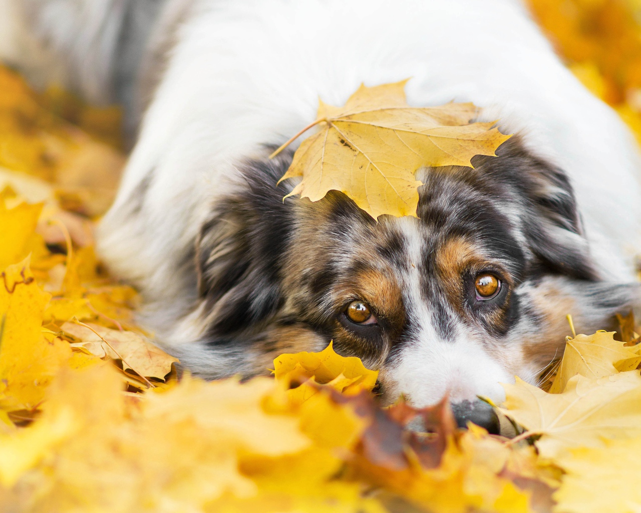 Австралийская Овчарка лежит в желтой листве