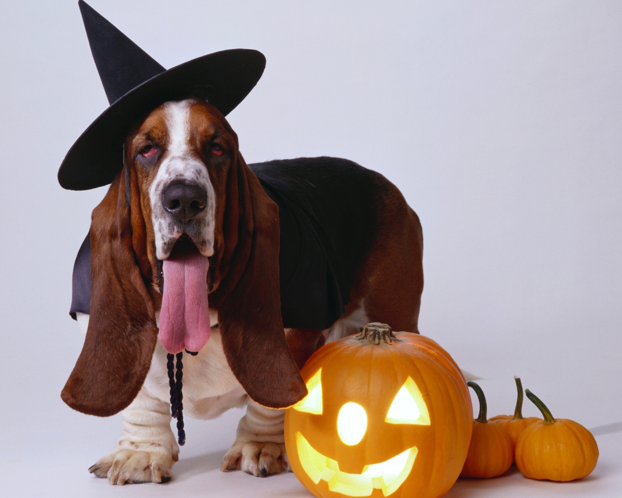 Собака породы бассет хаунд с тыквой на сером фоне на Хэллоуин 