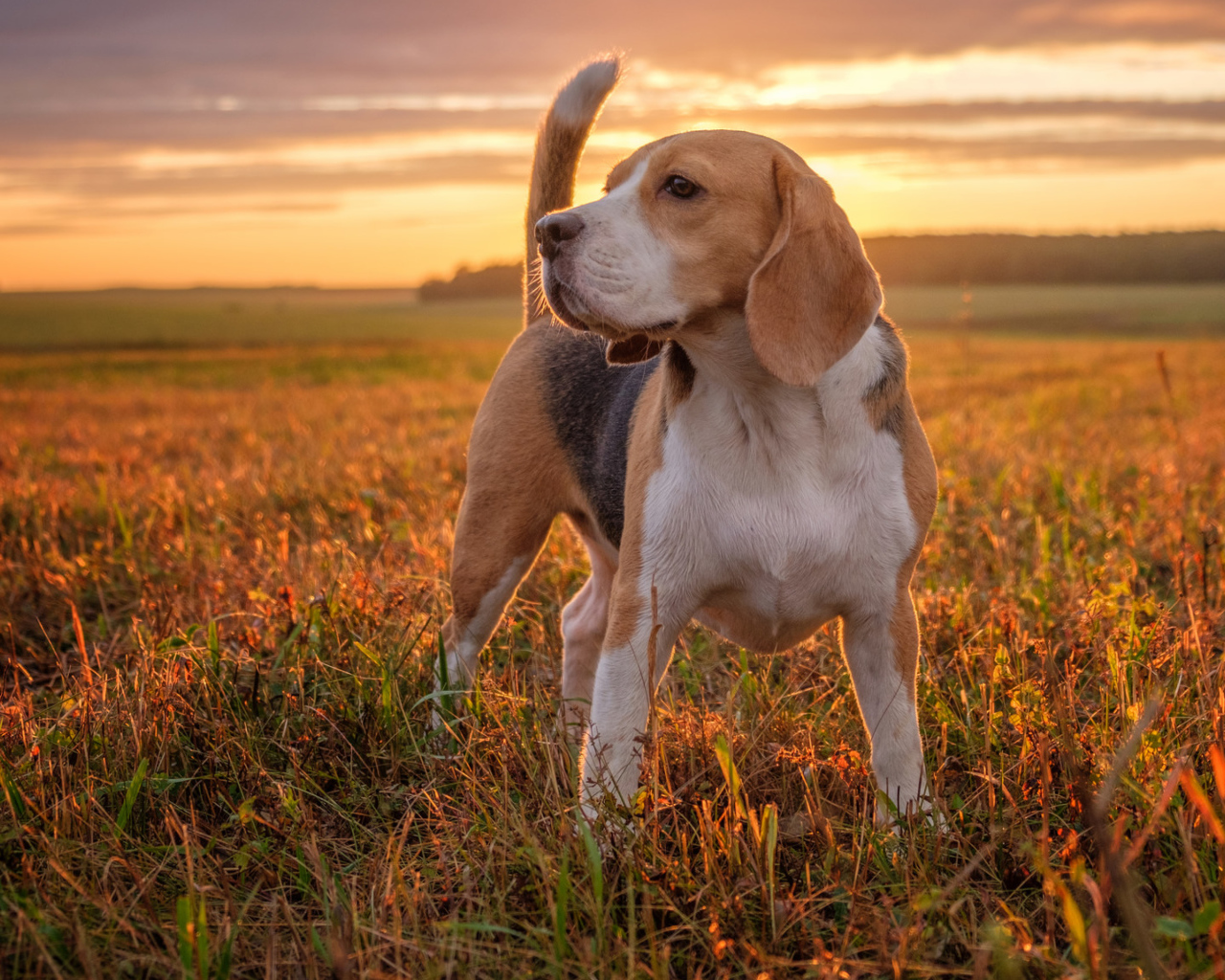Собака породы бигль стоит на поле на закате