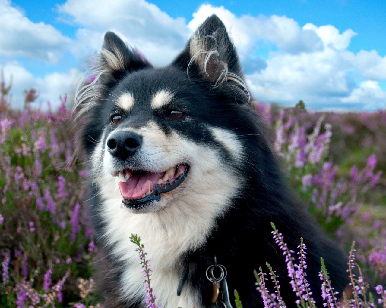 Красивая породистая собака сидит в сиреневых цветах