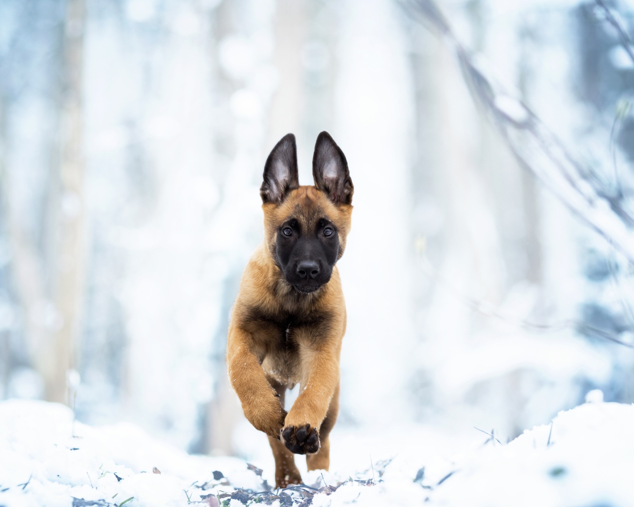 Бельгийская овчарка Малинуа бежит по белому снегу