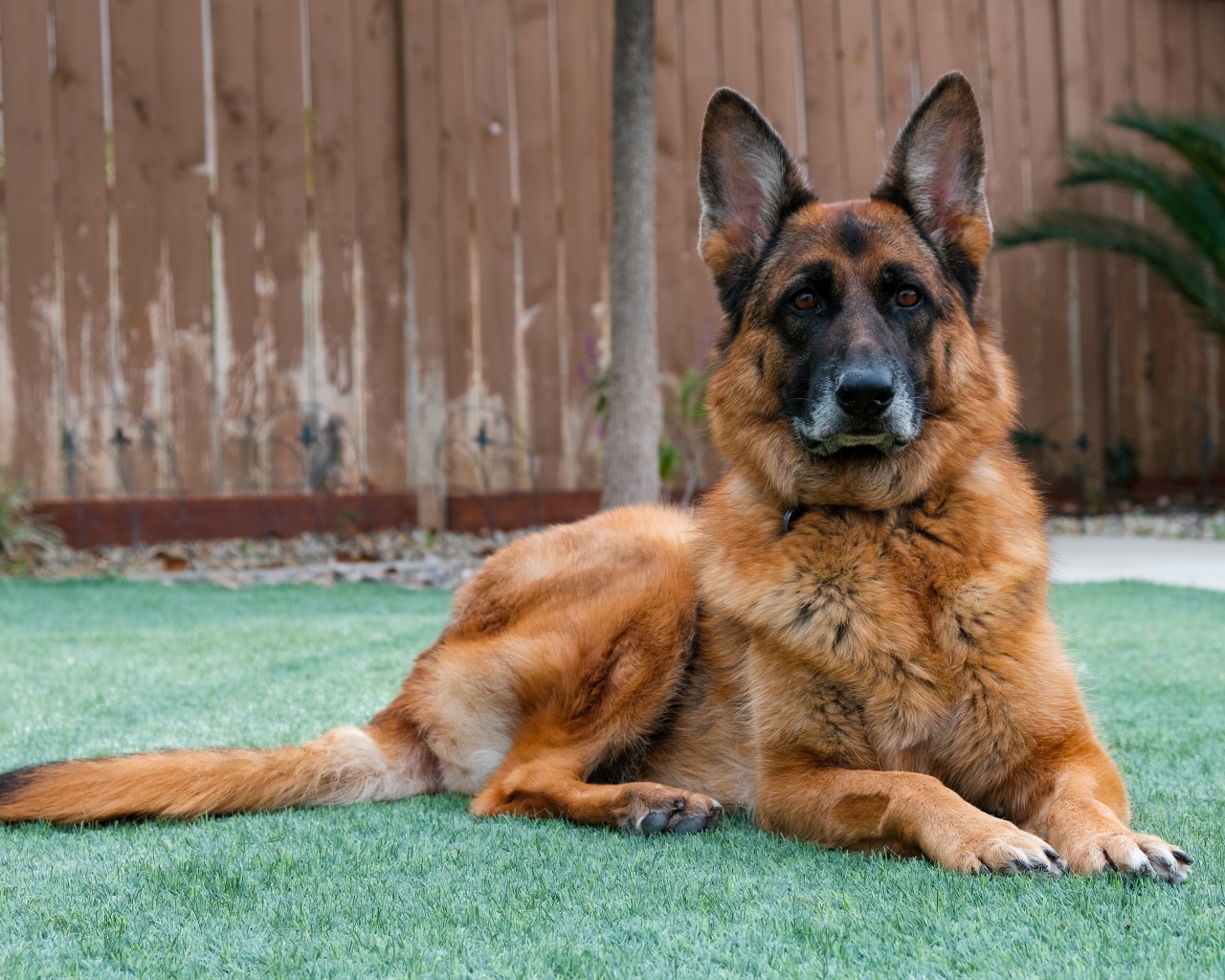 Большая красивая овчарка лежит на зеленой траве